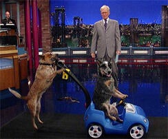 stupid-pet-tricks.jpg