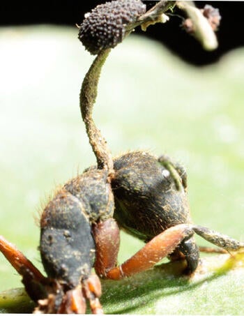 zombie-ant350.jpg