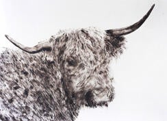 black-cow-sheila-gallagher-244.jpg
