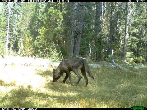wolf-1.jpg
