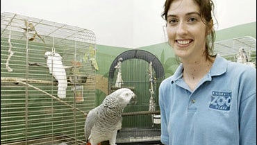 Talking Parrot Learns 'Yeehaw!' CBS News
