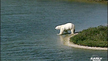 Major Polar Bear Protection Decision Looms CBS News