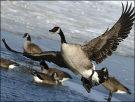 Canada Goose, geese
