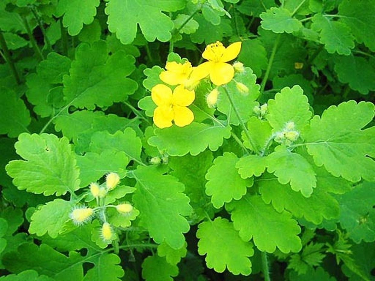wolfsbane paralytic wolfsbane paralytic