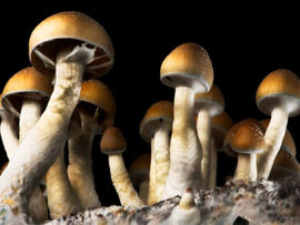 magic mushrooms, psychedelic mushrooms