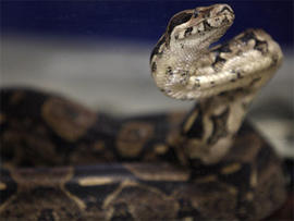 Calif. Teen Uses Snake as Weapon During Walgreen's Robbery