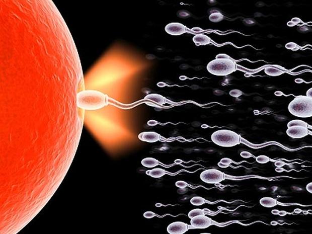 Image result for sperm