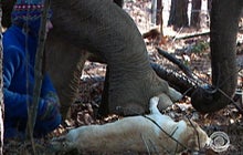 Animal Odd Couple: The Custody Battle 