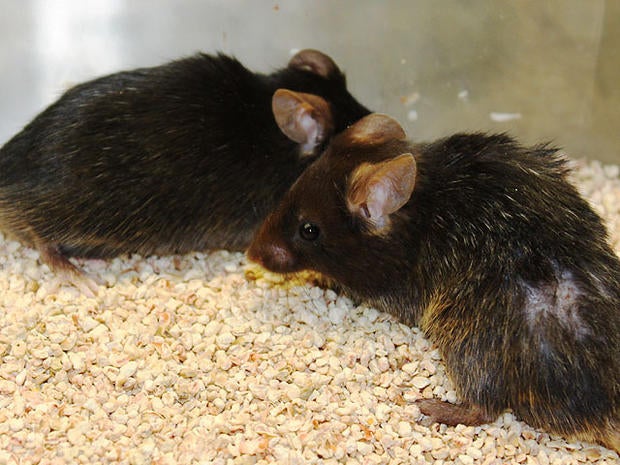 Aging Mice Made Young: Have We Discovered Immmortality?