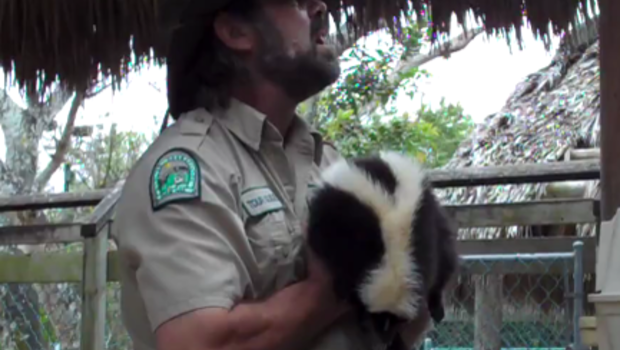 Hilarious Skunk Sprays Tour Group At Gator Park Cbs News