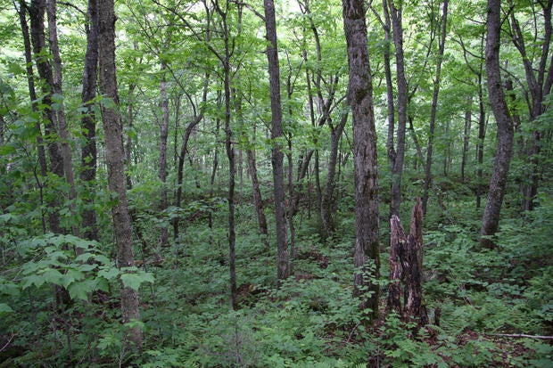 Scientists unveil new mobile app to identify trees
