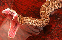 Snake! 15 deadliest serpents