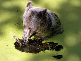 Europe's brown bears