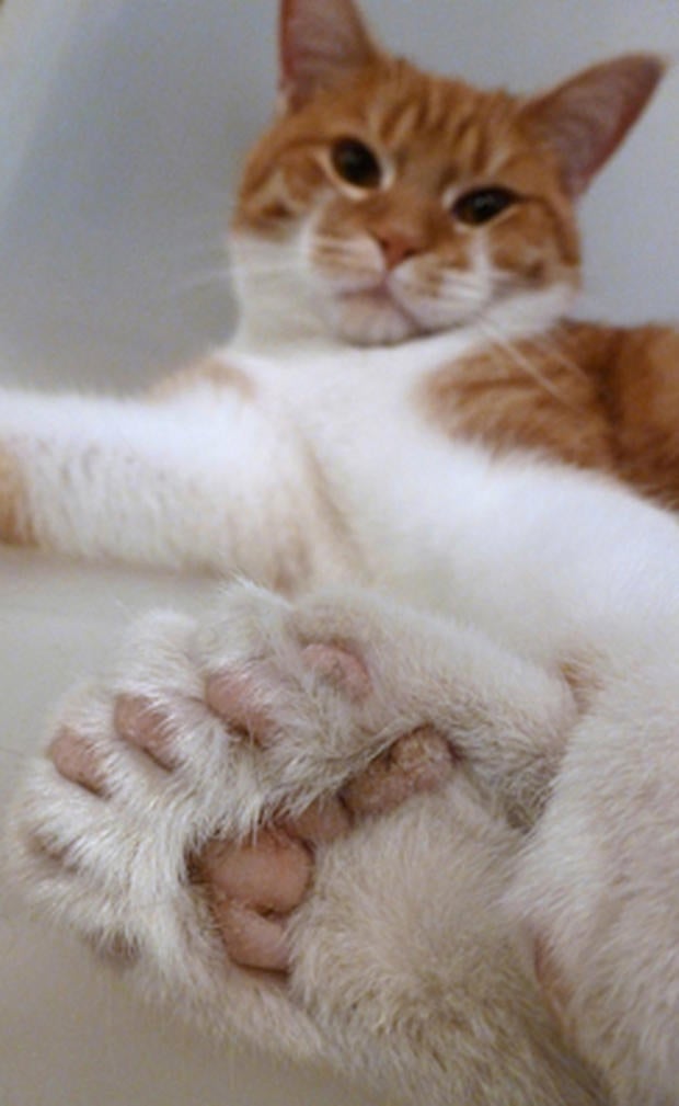 Daniel, the 26-toed cat