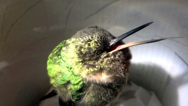 image gallery sleeping hummingbird image gallery sleeping hummingbird
