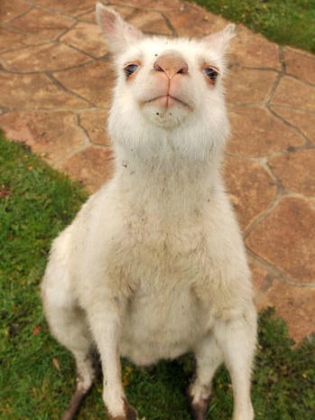 39+ Rare Animals Albino