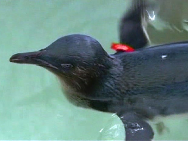 penguin stolen returned