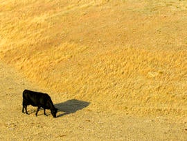 A cow looks for something to eat as it grazes in a dry pasture southwest of Hays, Kansas, July 6, 2012.