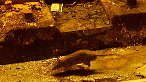 Sandy May Drive Subway Rats Onto Nyc Streets Cbs News