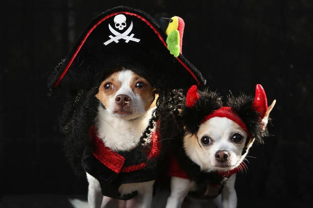 Halloween dog parade in New York