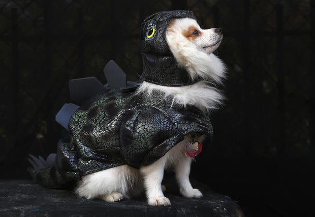 Halloween dog parade in New York