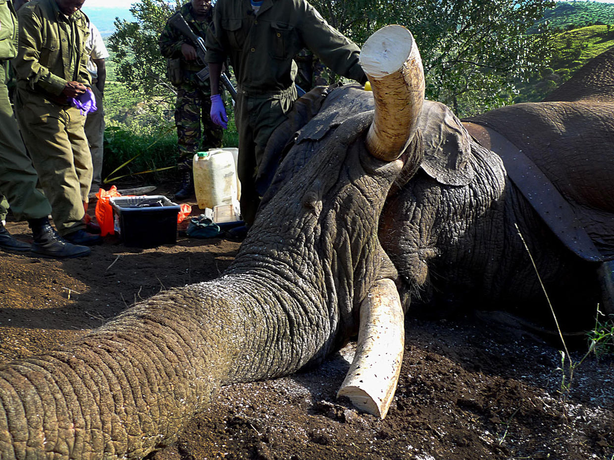 Mountain Bull - Blood & ivory: Elephant poaching in Kenya - Pictures