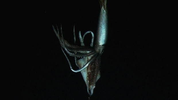 Giant Squid Filmed Alive In Deep Sea For First Time Cbs News