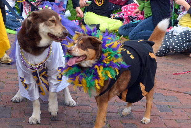 Mardi Gras dog parade - Photo 1 - Pictures - CBS News