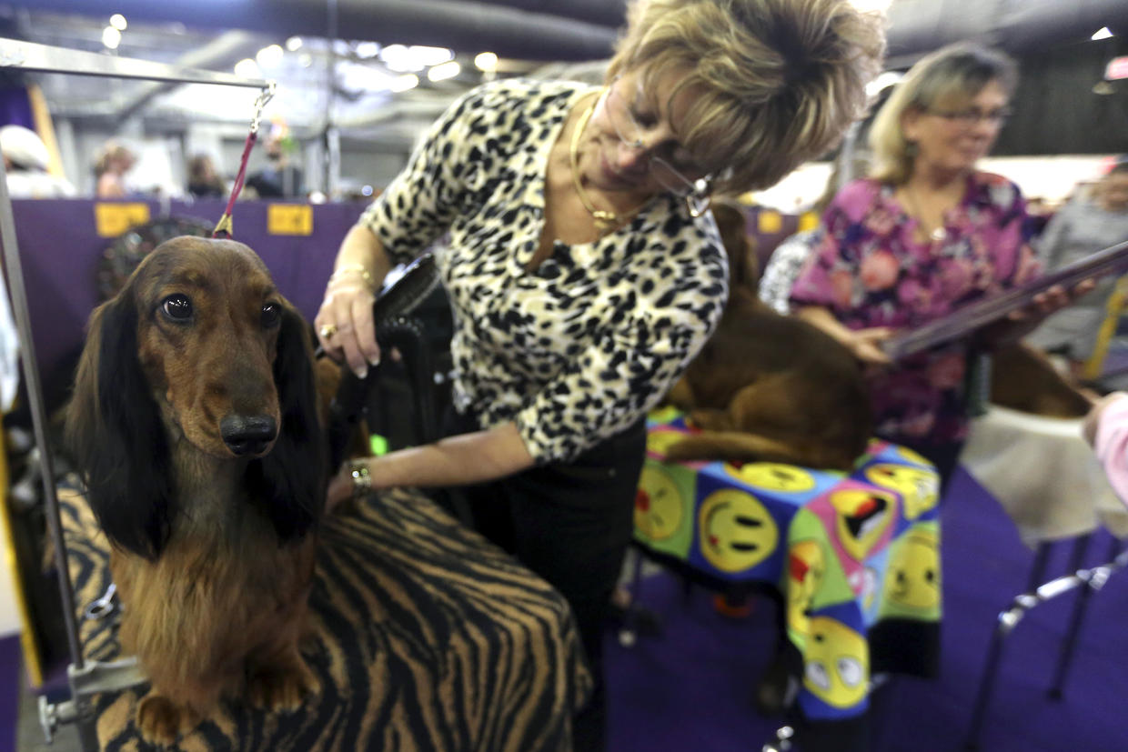 Westminster Best in Show 2013 Photo 1 Pictures CBS News