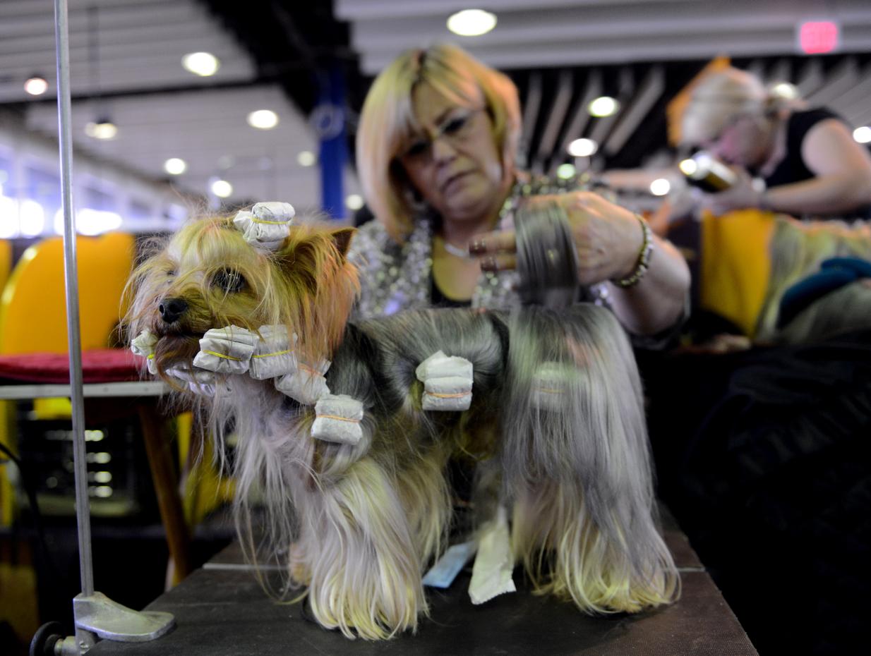 Westminster Best in Show 2013 Photo 1 Pictures CBS News