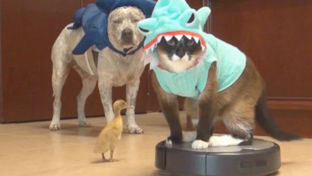 Duckling and cat in a shark costume riding a Roomba CBS News