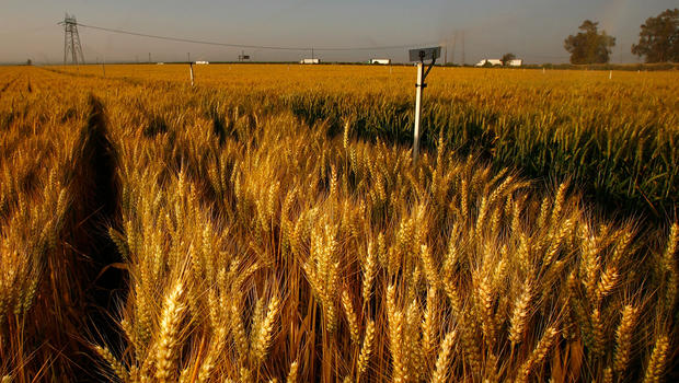 Nonapproved Strain Of Genetically Modified Wheat Discovered In Oregon ...