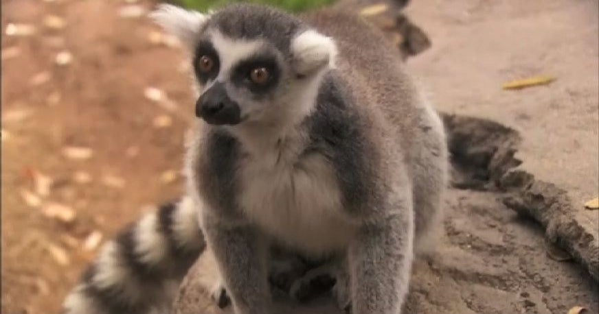 Lemurs have a new home at the San Diego Zoo - Videos - CBS News