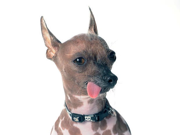 World's Ugliest Dog Contest 2013