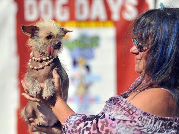 World's Ugliest Dog Contest 2013
