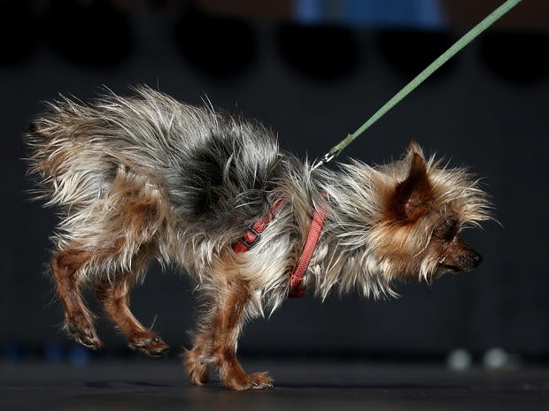 World's Ugliest Dog Contest 2013