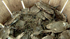 Blue crabs fished off Smith Island, Maryland.