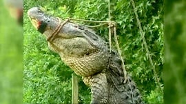 The alligator's body, bound by police after it ate a Jacksonville woman's pet.