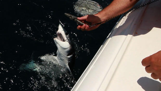 A fisherman cuts the cord to let a shark go free off the coast of Long Island.