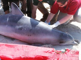 More than 250 of them -- dead or dying -- have washed up on beaches over the past two months.