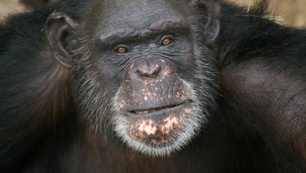 Nearly 1 in 3 Americans Support Equal Rights for Animals