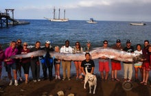 18-foot "sea serpent" caught off Calif. coast