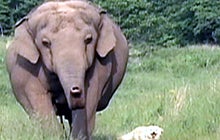 The Animal Odd Couple 