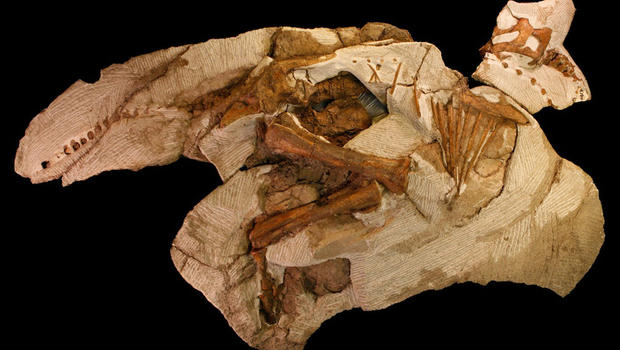 discovery of dinosaur bones