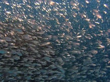 anchovies_monterey.jpg