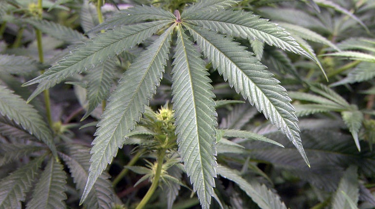 Marijuana_Leaf.jpg