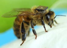 bee-backpack-chip-620x442.jpg
