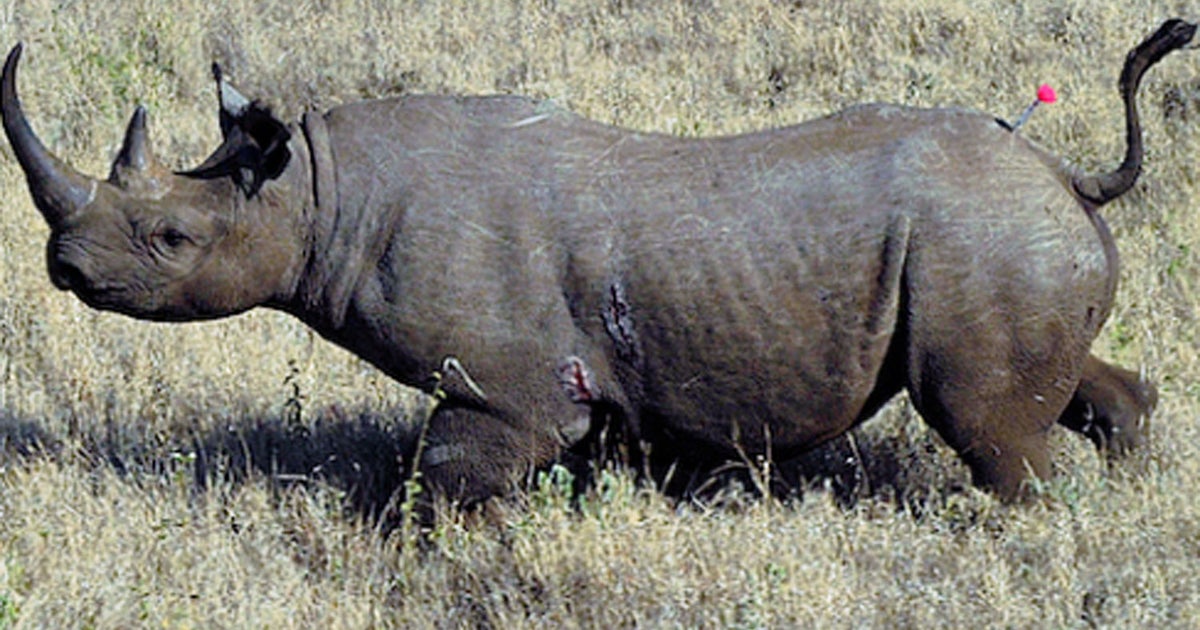 Texas hunting club may cancel endangered rhino hunt CBS News