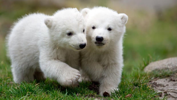 polarbeartwins1.jpg