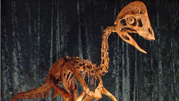 A reconstruction of the skeleton of the dinosaur Anzu wyliei is seen in this undated picture provided by the Carnegie Museum of Natural History March 18, 2014. The birdlike animal, about 7 feet tall, weighed an estimated 500 pounds when it roamed western